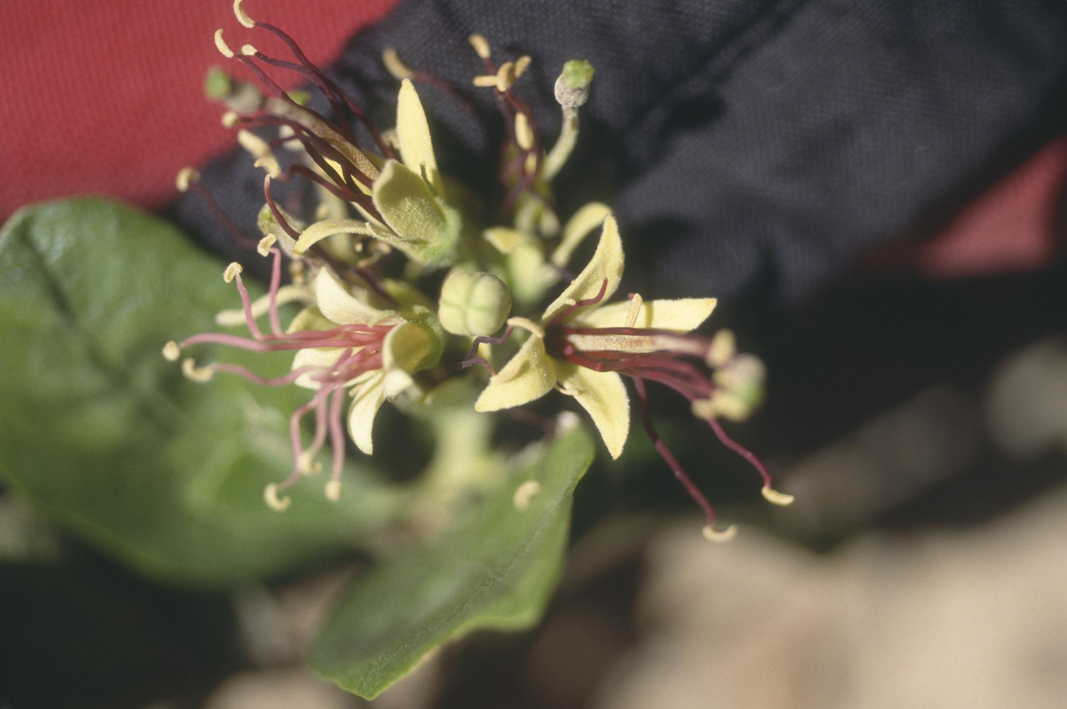 Flowers of Capparis stenosepala