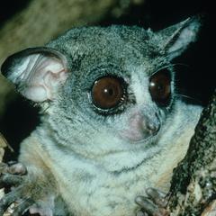 Galago sengalensis braccatus