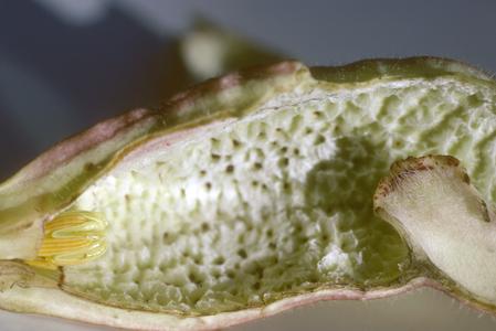 Base of inside of flower of an Aristolochia species, east of Cuilapa