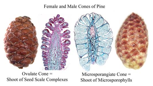 Composite of pine cones : 1. whole 5-month female cone; 2. longitudinal section through a female cone; 3. longitudinal section through a male cone; 4. whole male cone