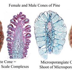 Composite of pine cones : 1. whole 5-month female cone; 2. longitudinal section through a female cone; 3. longitudinal section through a male cone; 4. whole male cone