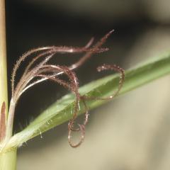 Female flower, Zea mays parviglumis