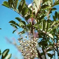 Fruiting shrub of Toxicodendron vernix