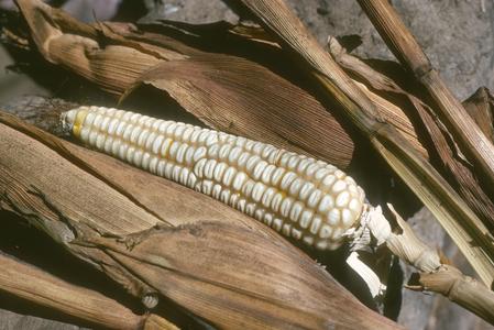 Corn ears and husks, 1.5 km northeast of Jutiapa