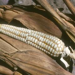 Corn ears and husks, 1.5 km northeast of Jutiapa