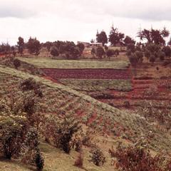 Countryside in Kikuyu Area