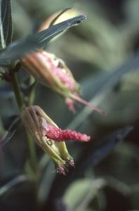Flowers of a Cuphea species, west of Teloloapan