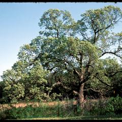 Jackson oak on west edge of Curtis Prairie