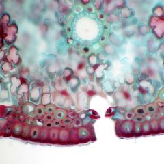 Stoma in cross section of pine leaf