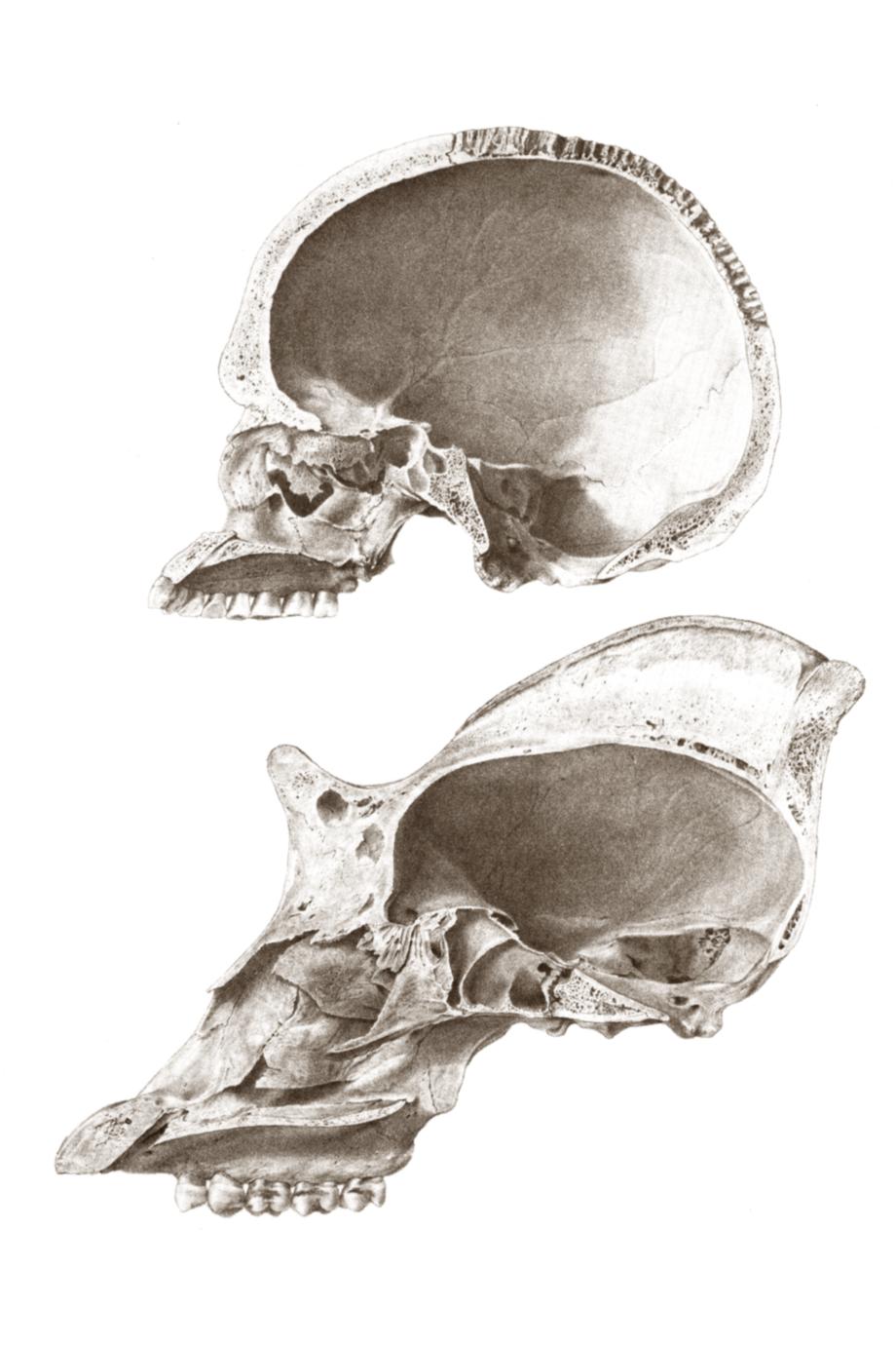 Gorilla and Human Skull