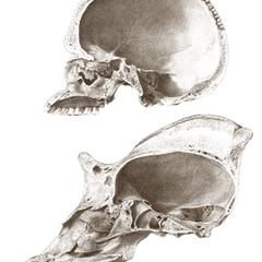 Gorilla and Human Skull