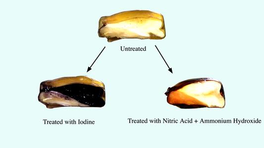 Cut corn grains : untreated; treated with nitric acid; and treated with iodine