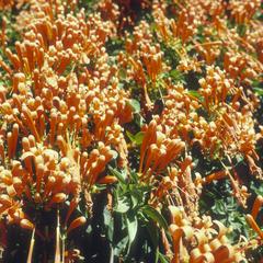 Bignoniaceae in cheap hotel yard, El Grullo