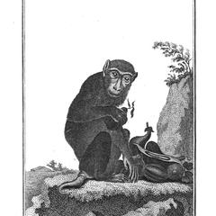 Maimon (Pig-tailed Macaque)