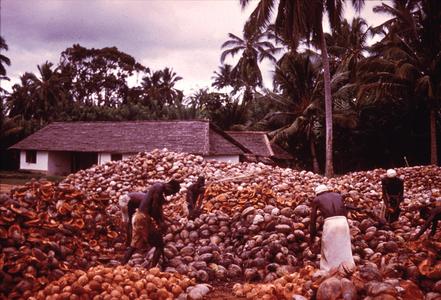 Husking Coconuts, A Step in the Production of Copra
