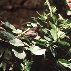 Medium Ground Finch (Geospiza fortis) in a Chinese Hibiscus Shrub (Hibiscus rosa-sinensis)
