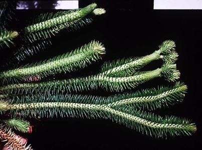 Branching habit of Huperzia squarrosa