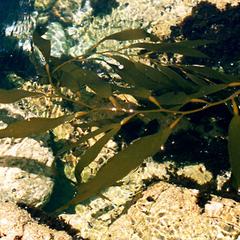 Macrocystis - in tidal pool