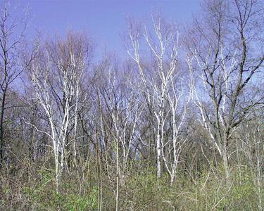 Paper birch trees