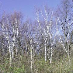Paper birch trees