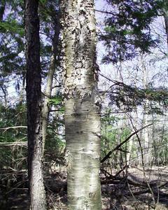 Yellow birch trunk