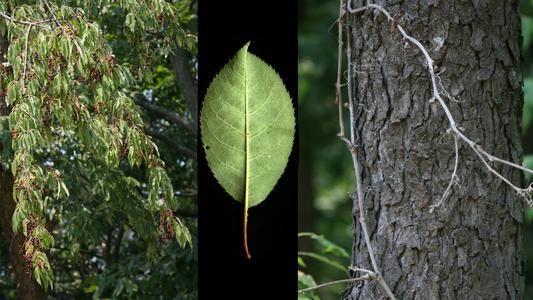 Prunus serotina - fruiting bough, leaf and bark