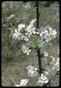 Prunus americana flowers, East Curtis Prairie, University of Wisconsin - Madison Arboretum