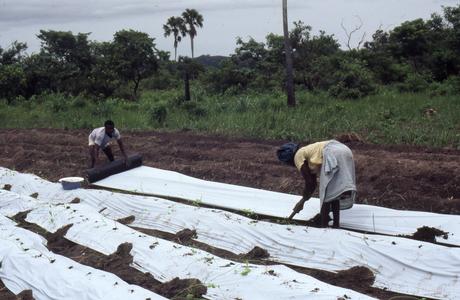 Planting yams at COWAN farm