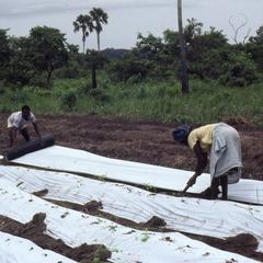 Planting yams at COWAN farm