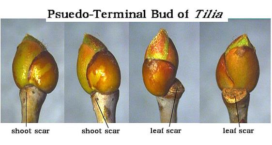 Pseudo terminal bud of Tilia