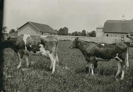 Normal School farm cows