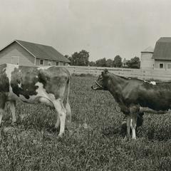 Normal School farm cows