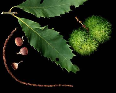 Leaves, nuts, and burrs of American chestnut