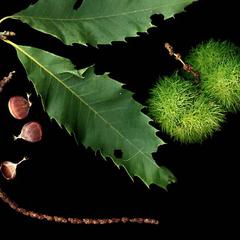 Leaves, nuts, and burrs of American chestnut
