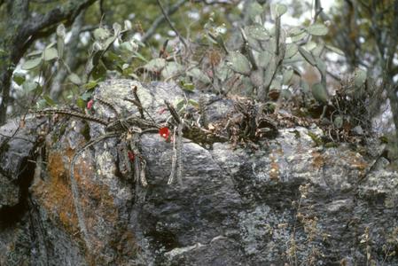 Heliocereus speciosus cactus, west of Autlán