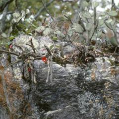 Heliocereus speciosus cactus, west of Autlán