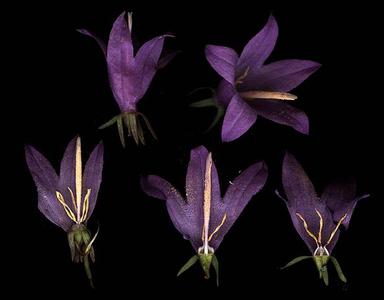 Floral dissection of Campanula rapunculoides