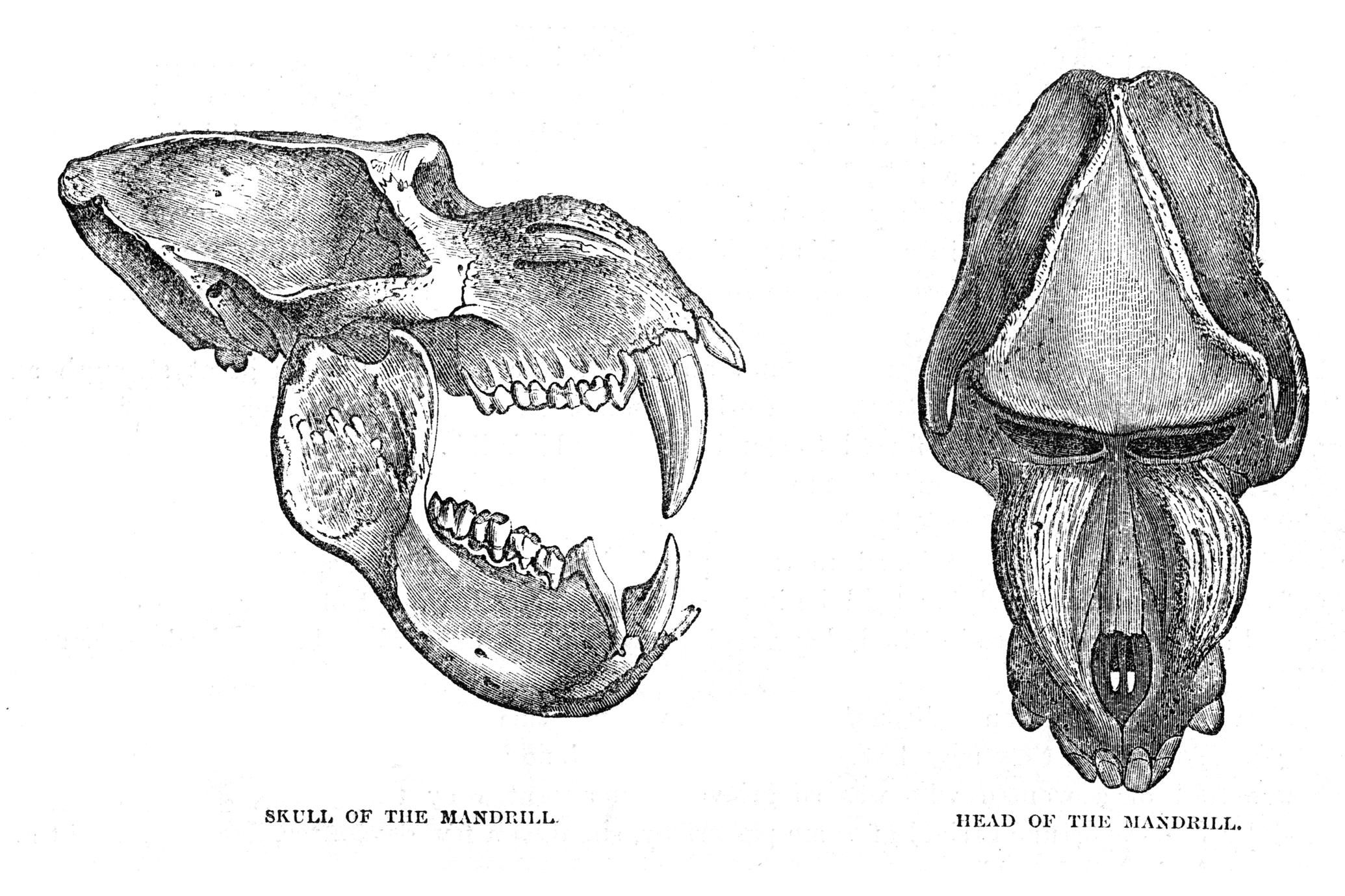 Skull of the Mandrill and Head of the Mandrill