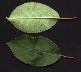 Pinnately veined leaves of Chokecherry