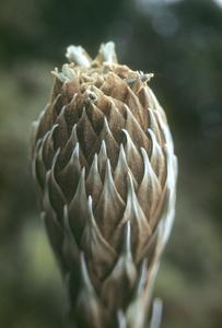 Close-up of Puya inflorescense