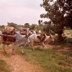 Fulbe Cattle Carrying a Load