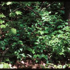 Ulmus rubra seedling clone in Renak-Polak Maple-Beech Woods, State Natural Area