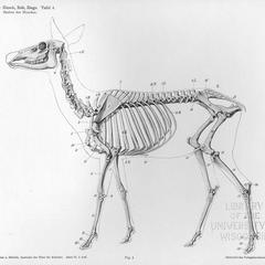 Skelett des Hirsches, Tafel 4