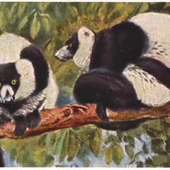 Black and White Ruffed Lemurs Print