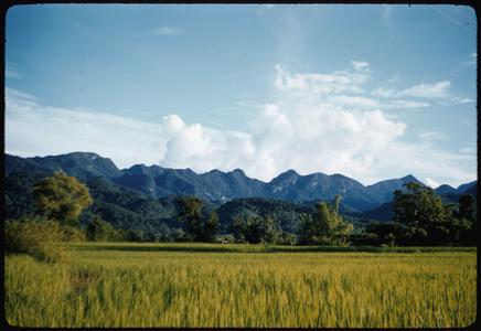 Ripe paddy