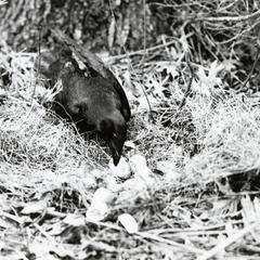 Crow eating pheasant eggs