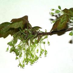 Flowering branch of sugar maple