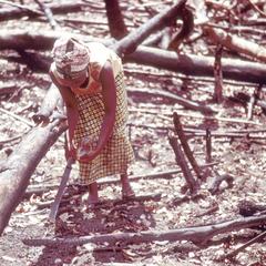 Two Women Planting Rice in Burned Field