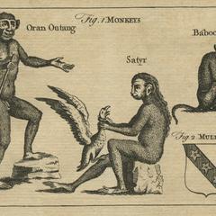 Gibbon, Orangutan, and Baboon Print