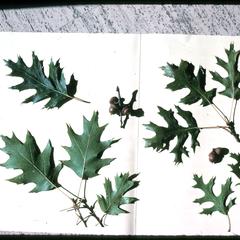 Red and black oak leaves with acorns